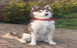 Siberian Husky dogs for sale: Beautiful female husky - Image 1