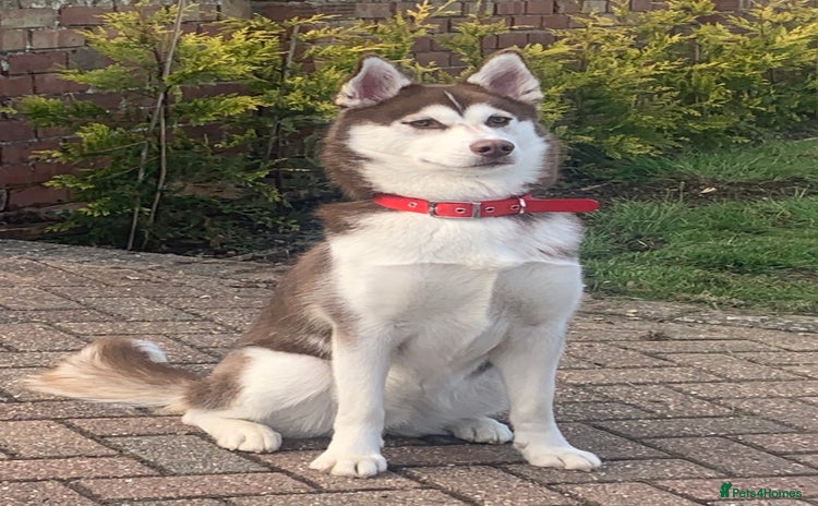 Siberian Husky dogs - Advert 1