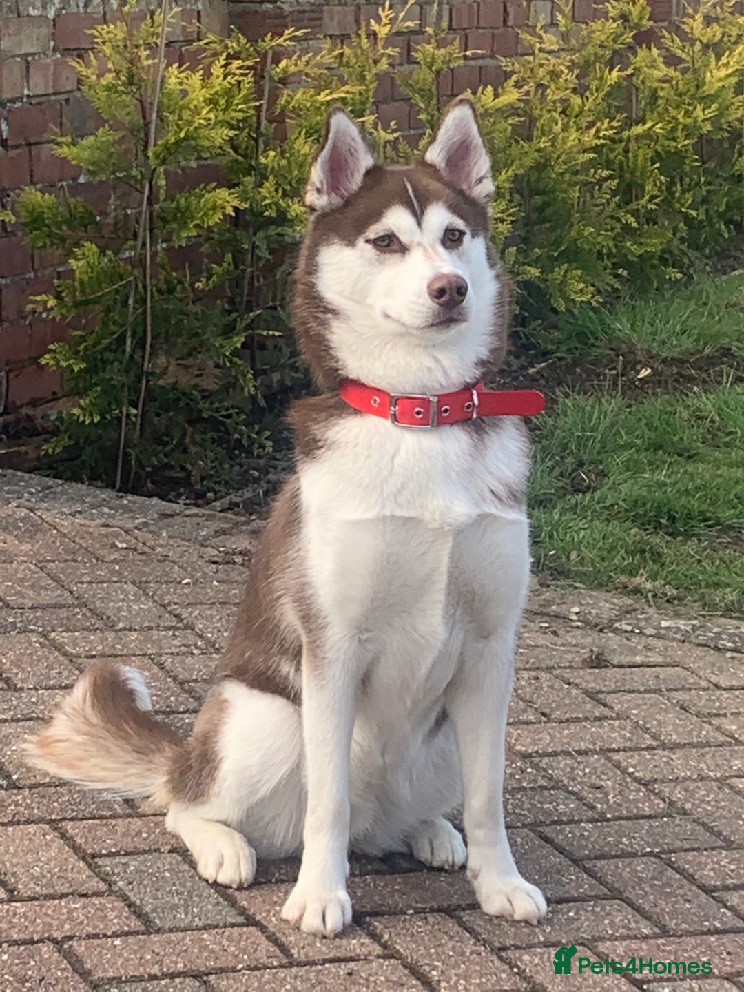 Siberian Husky dogs for sale: Beautiful female husky - Image 1