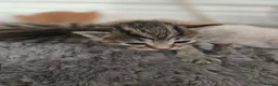 Mixed Breed cats for sale: Cute and  playful kittens  - Advert 11