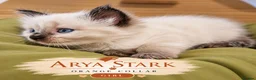 Ragdoll cats for sale: LOVELY BLUE EYED RAGDOLL KITTENS SEAL & LYNX POINT - Advert 7
