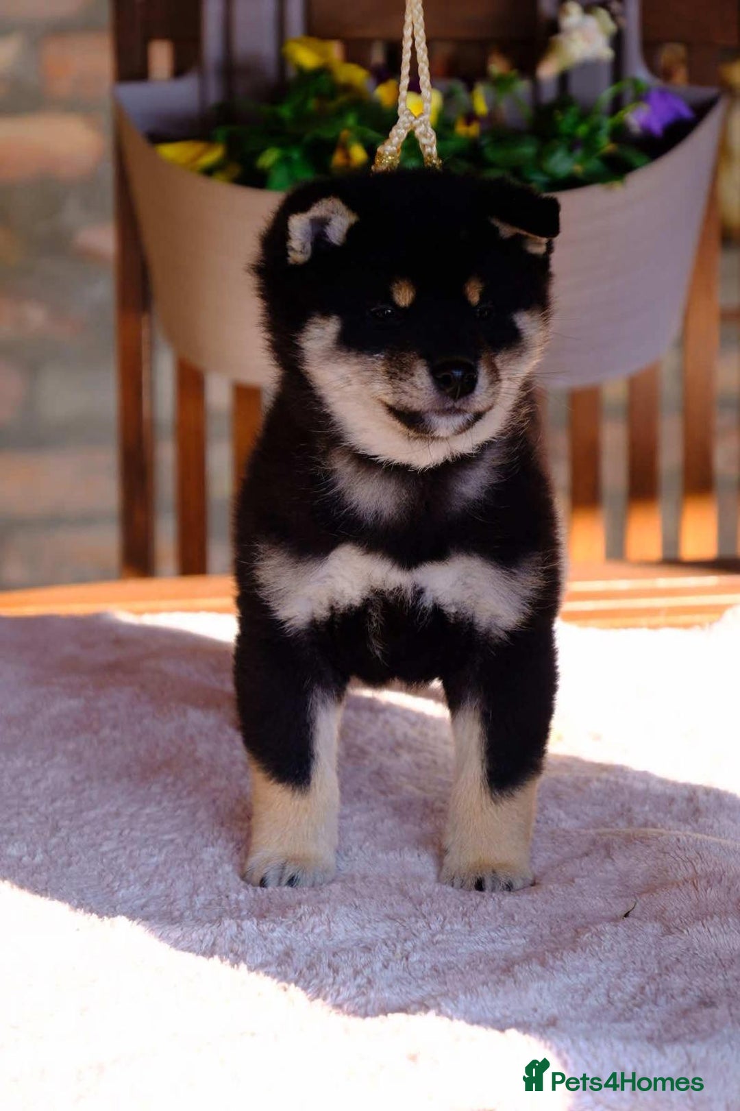 Japanese Shiba Inu dogs for sale: Japanese Shiba Inu Puppies-health tested ch blood - Image 3
