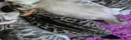 Bengal cats for sale:  Silver, Snow & brown Spotted Bengal Kittens - Advert 24