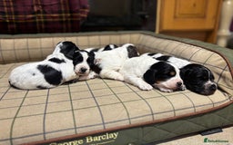 Cocker Spaniel dogs for sale: Gorgeous Blue Roan Cocker Spaniel Puppies  - Image 2