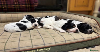 Cocker Spaniel dogs - Advert 15