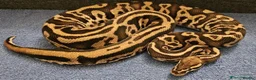 Python Snake reptiles for sale: 5 for £50 -adult docile Corn Snake & Ball Pythons - Advert 5