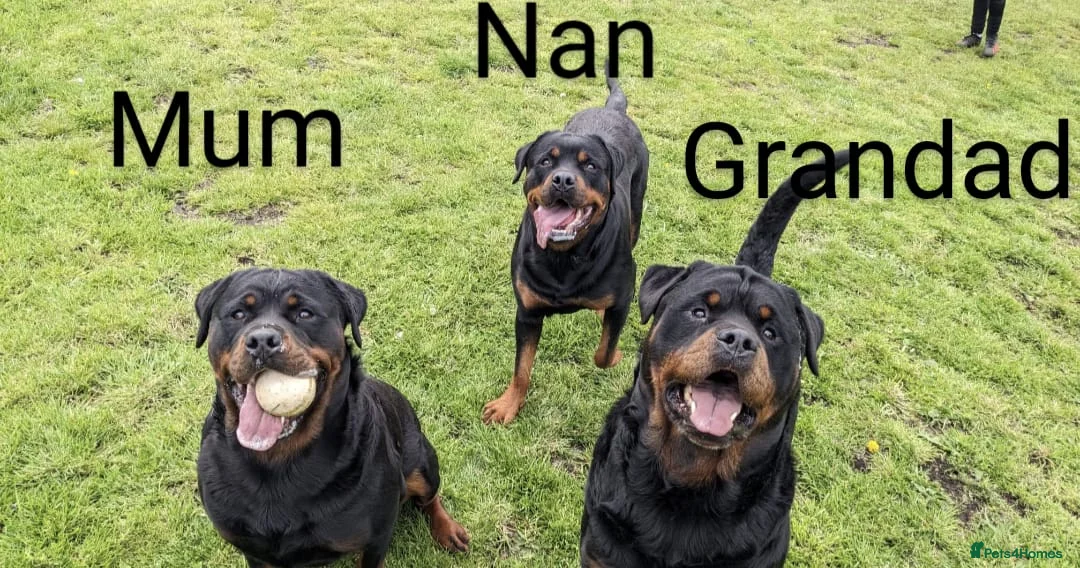 Rottweiler dogs for sale: KC registered Health Tested Puppies  - Advert 19