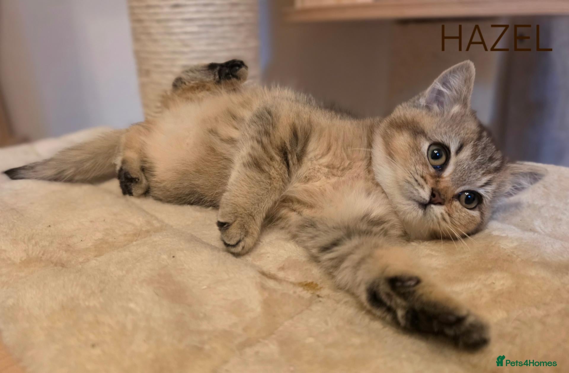 British Shorthair cats  ‼️READY TO LEAVE‼️ GCCF PEDIGREE BSH - Advert 2