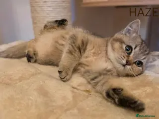 British Shorthair cats ‼️READY TO LEAVE‼️ GCCF PEDIGREE BSH - Advert 2