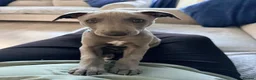 Whippet dogs for sale: Blue KC registered whippet puppy  in Blyth - Advert 2