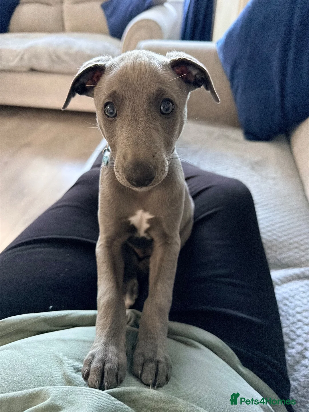Whippet dogs for sale: Blue KC registered whippet puppy  in Blyth - Advert 2