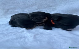 Mixed Breed dogs for sale: Chihuahua × Jack Russell Puppies – KC Reg Dad” - Image 5