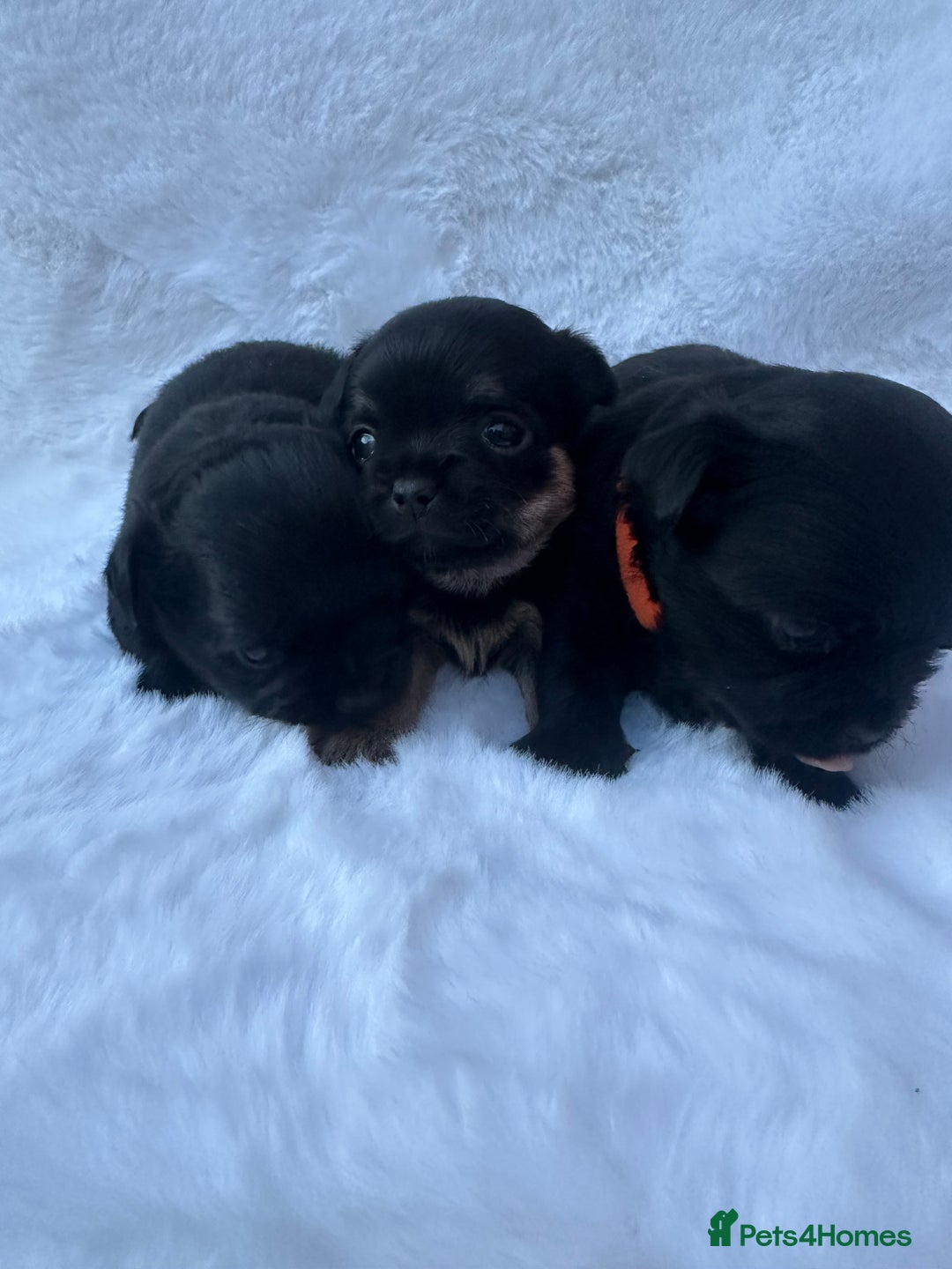 Mixed Breed dogs for sale: Chihuahua × Jack Russell Puppies – KC Reg Dad” - Image 5