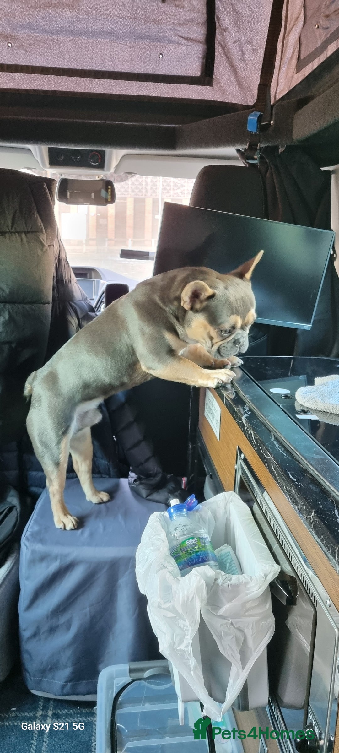 French Bulldog dogs for sale: Male french bulldog - Image 5