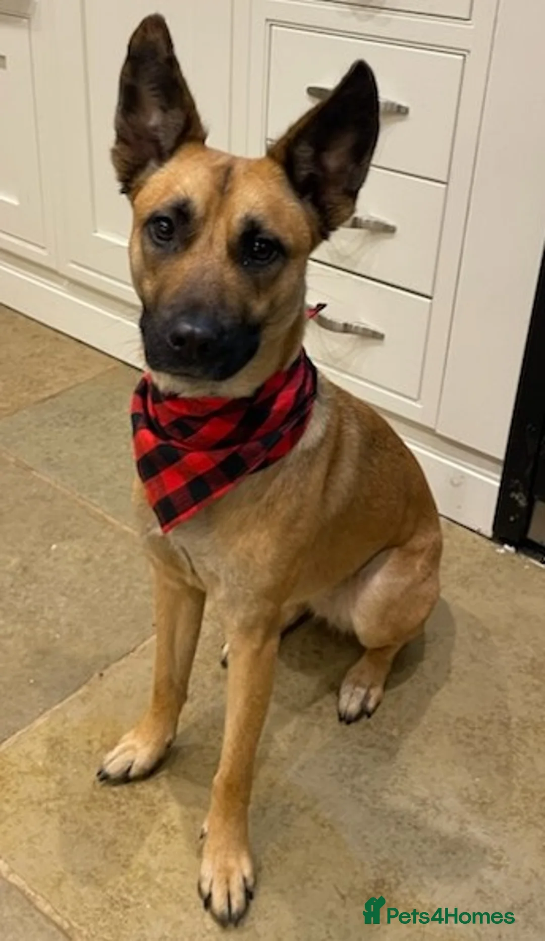 Mixed Breed dogs for sale: Lovely Luna - Advert 2