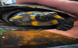 Turtle reptiles for sale: Yellow spotted Amazon river turtle  - Image 2