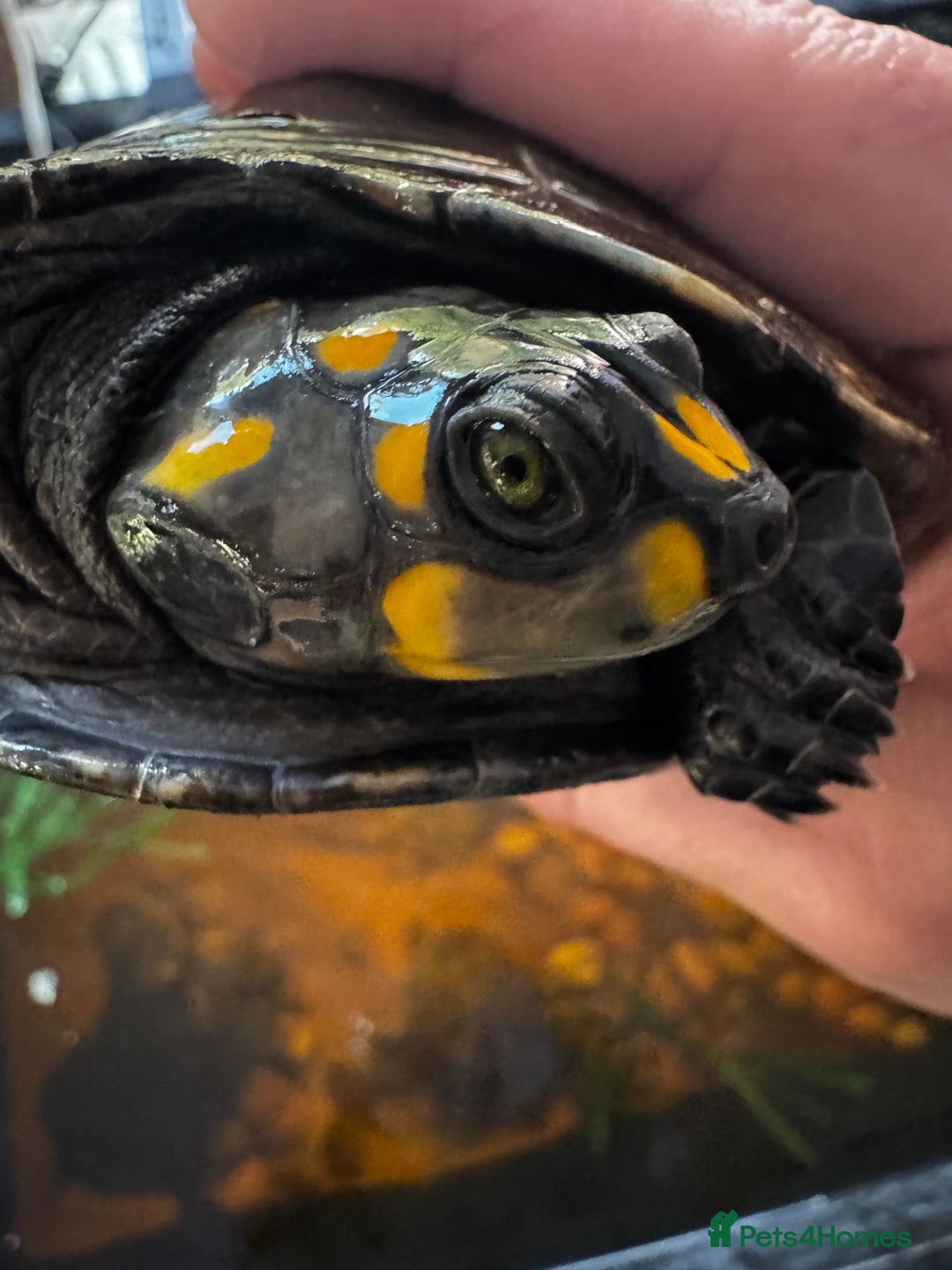 Turtle reptiles for sale: Yellow spotted Amazon river turtle  - Image 2