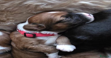 Tibetan Terrier dogs KC Registered Tibetan Terrier Puppies  - Advert 9