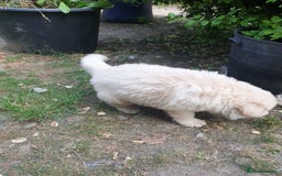 German Shepherd dogs for sale: German Shepherd pups ready end of August  - Image 14