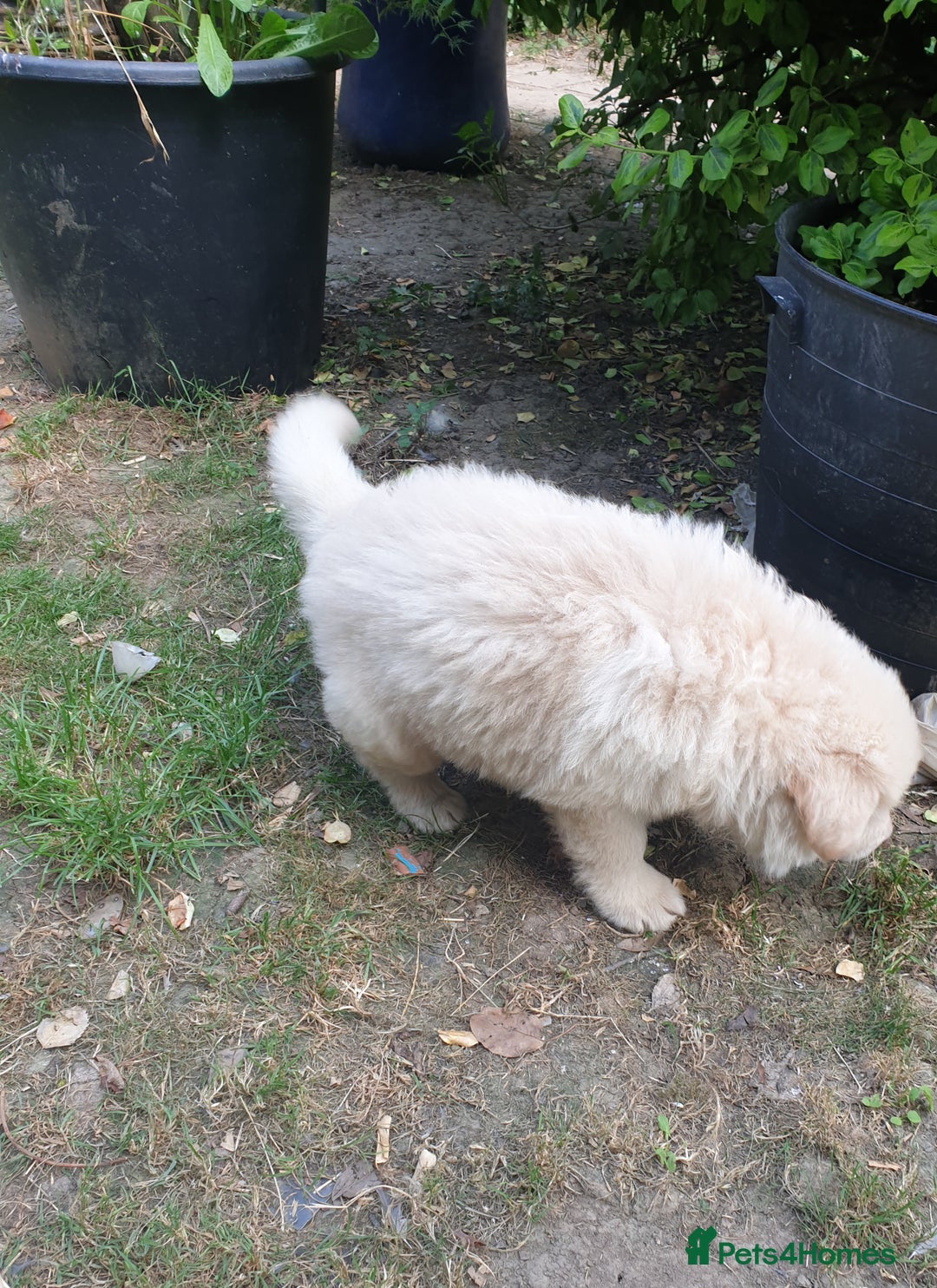 German Shepherd dogs for sale: German Shepherd pups ready end of August  - Image 14