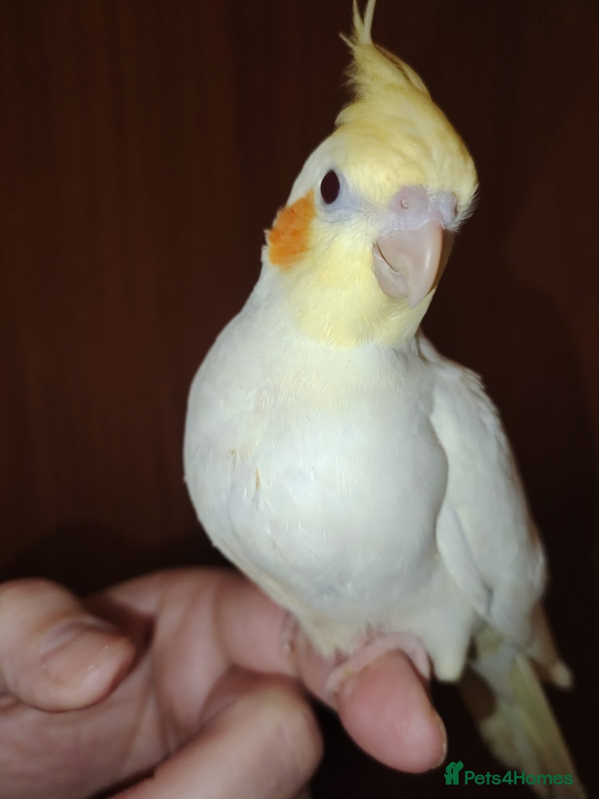 Cockatiels birds Baby cockatiels hand rear - Advert 9