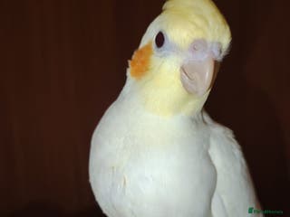 Cockatiels birds Baby cockatiels hand rear - Advert 9