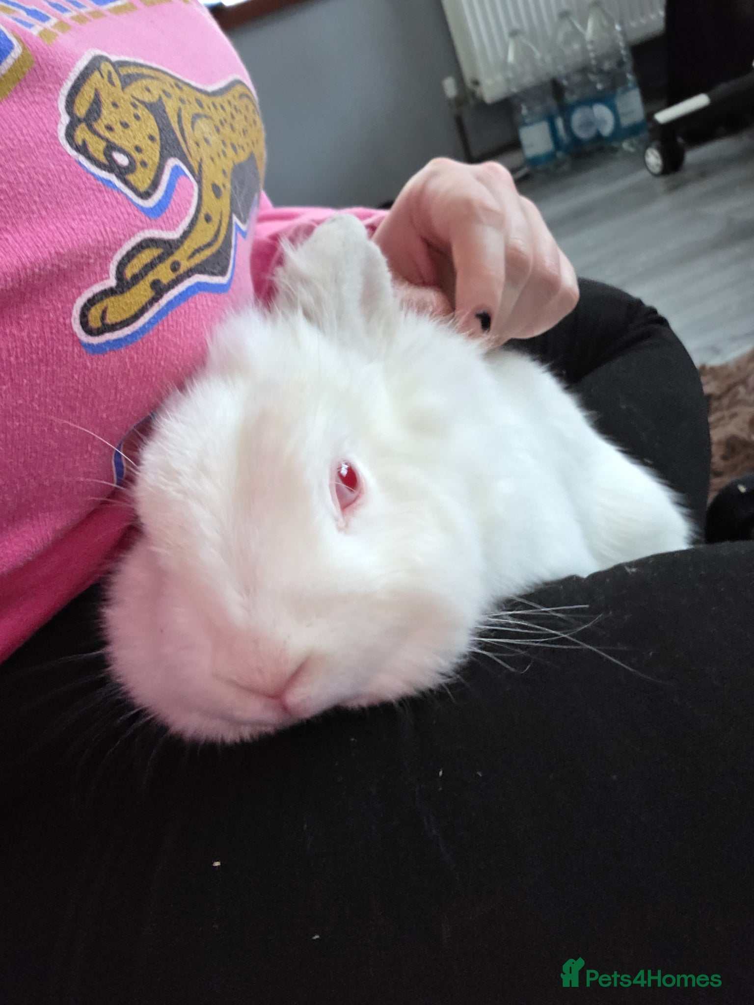 New Zealand rabbits FRANK 🐰 - THE NEW ZEALAND white💙 - Advert 1