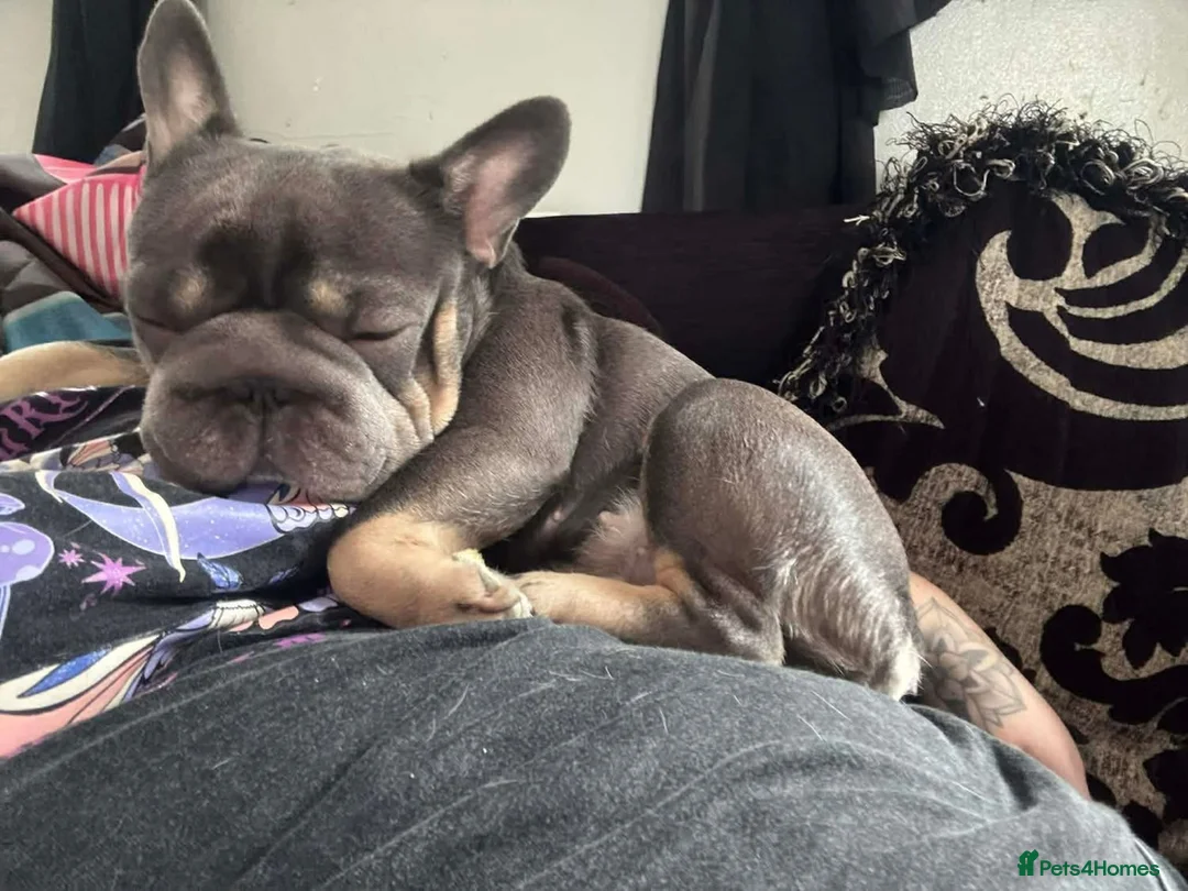 French Bulldog dogs for sale: French bulldog female  in London - Advert 4