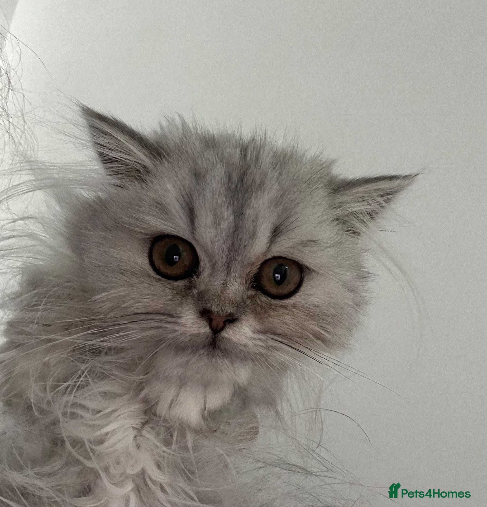 Scottish Fold cats for sale: Scottish fold x Persian kittens  - Advert 8