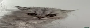 Scottish Fold 1