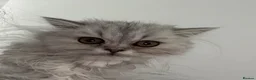 Scottish Fold cats for sale: Scottish fold x Persian kittens  - Advert 3