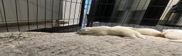 Samoyed dogs for sale:     Adorable Samoyed Puppies Looking for 5★ Homes - Advert 4