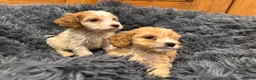 Cockapoo dogs for sale: Cockapoo Puppies – Boys and Girls Available - Advert 3