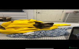 Siamese cats for sale: Cuddly Siamese cat for sale  - Image 4