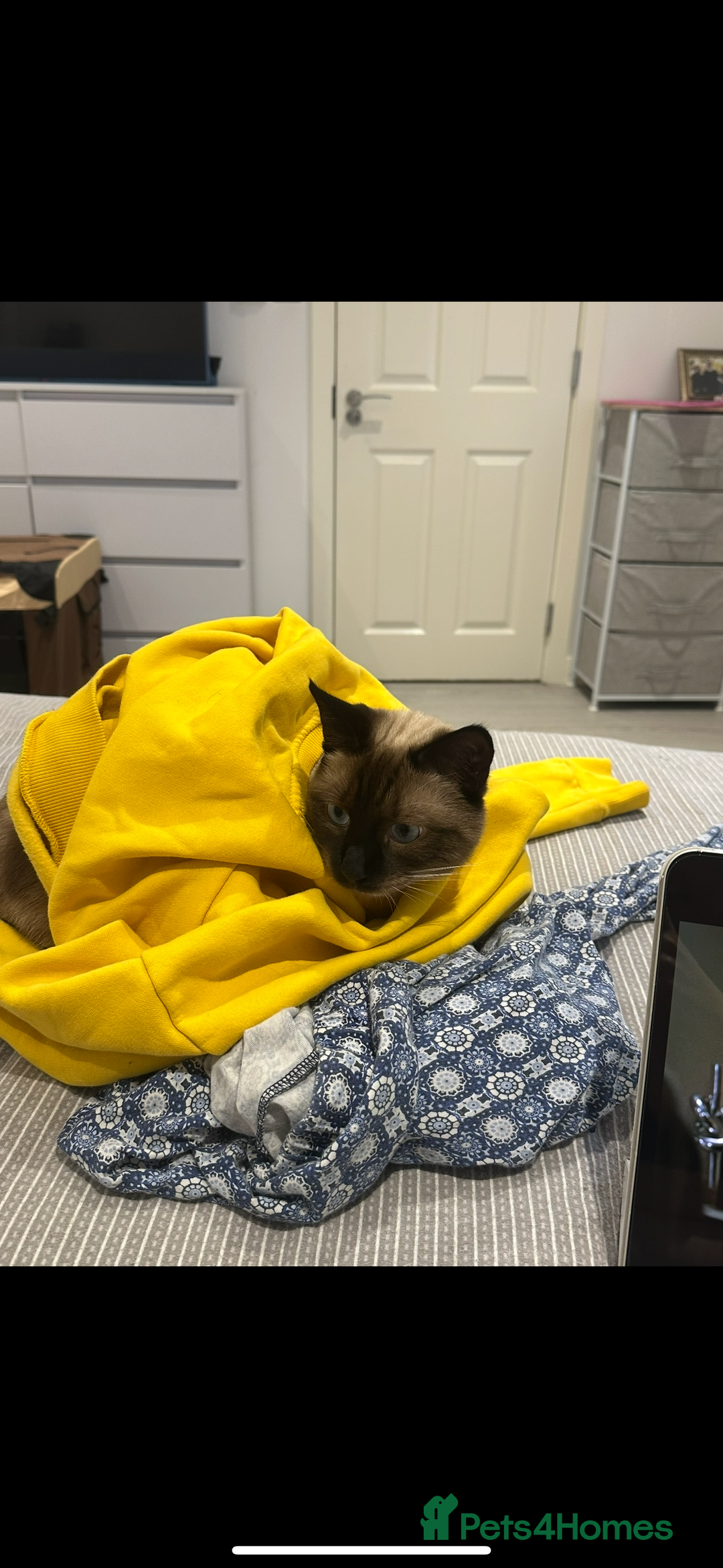 Siamese cats for sale: Cuddly Siamese cat for sale  - Image 4