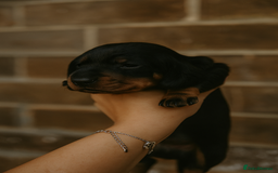 Miniature Dachshund dogs for sale: Miniature dachshund  - Image 8