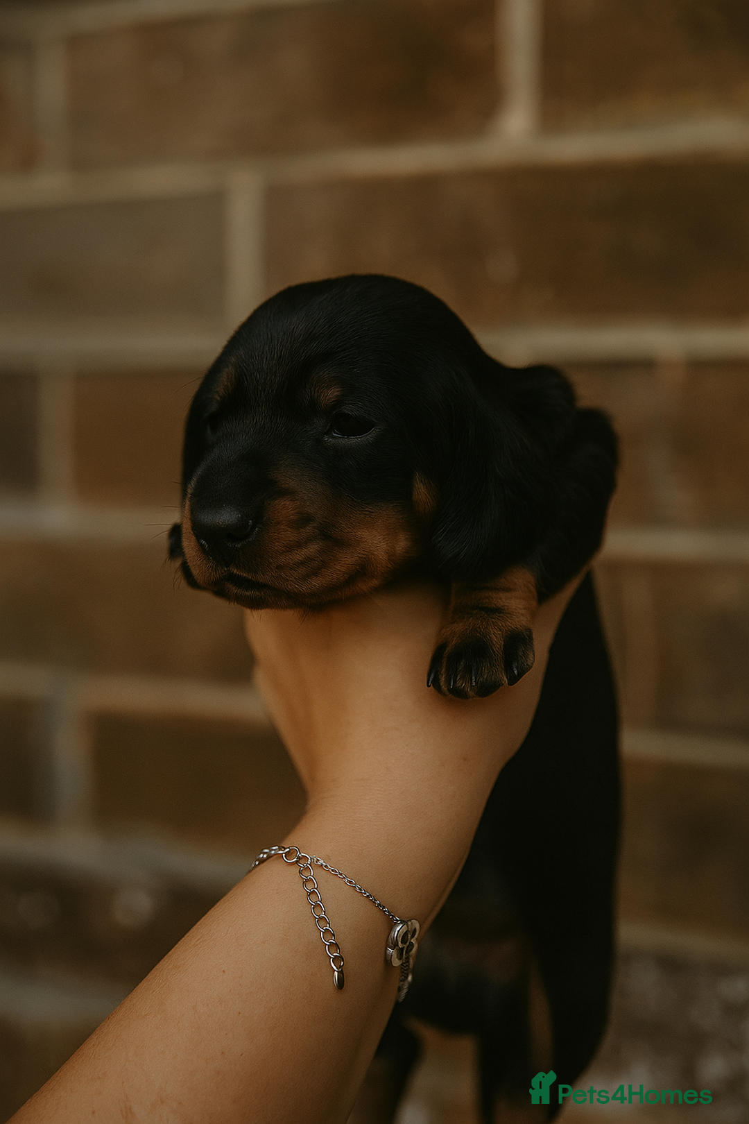 Miniature Dachshund dogs for sale: Miniature dachshund  - Image 8