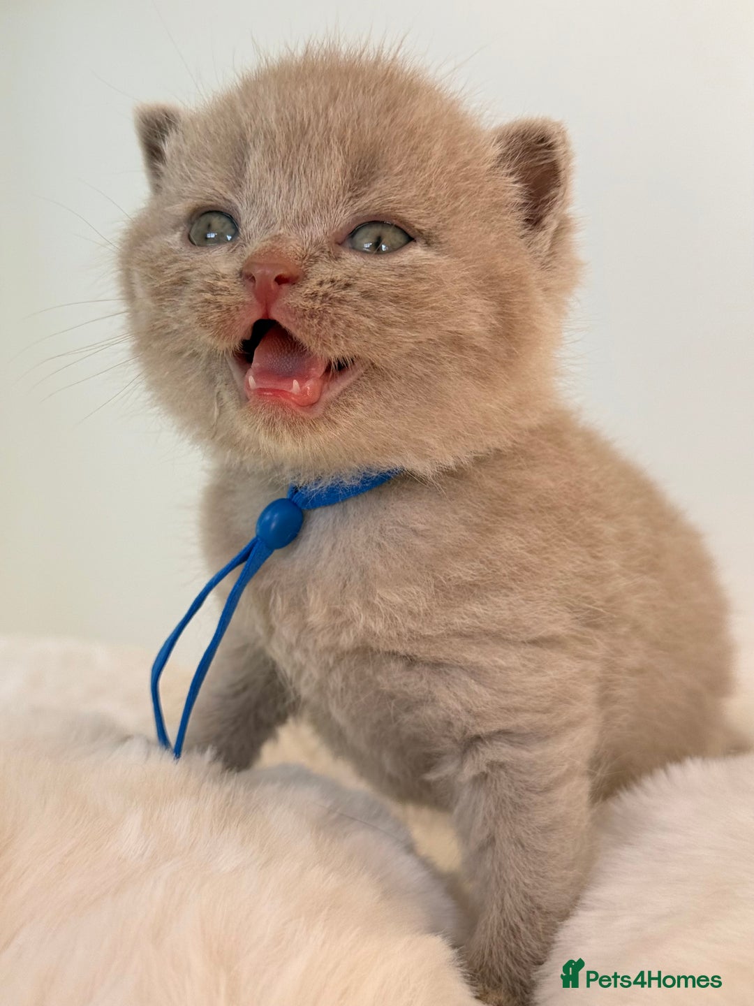 British Shorthair cats for sale: 7 British Shorthair Kittens TICA®️ – Import Lines - Image 16