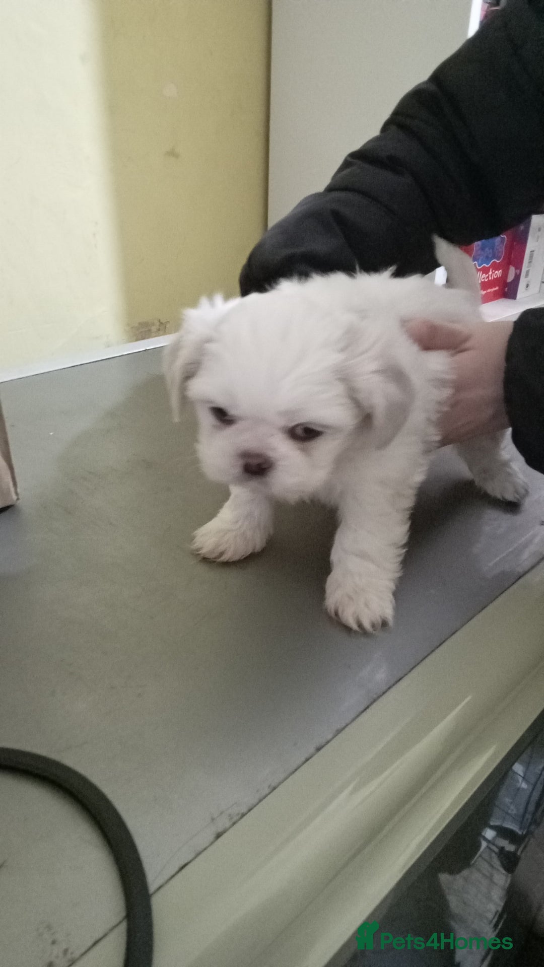 Shih Tzu dogs for sale: Shih Tzu puppies for sale - Advert 5