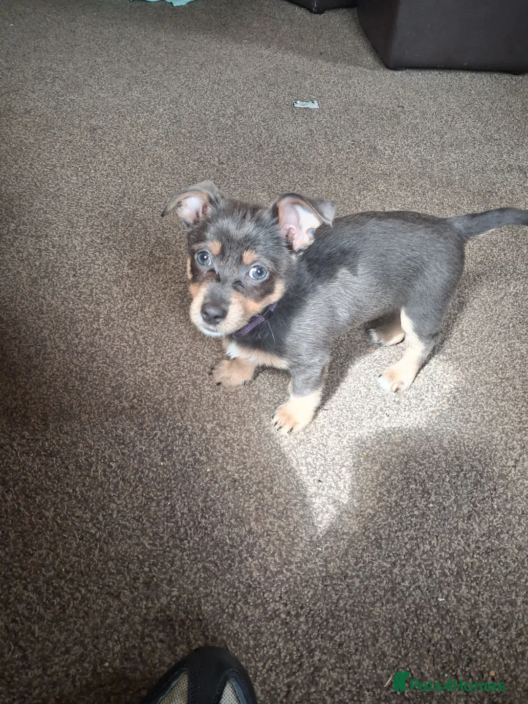 Chorkie dogs for sale: Chorkie - Advert 1