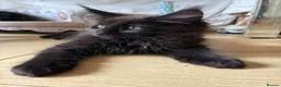 Maine Coon cats for sale: Purebred Maine Coon Kittens in Lisburn - Advert 9