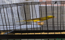 Canaries birds for sale: Raza canaries  - Image 1