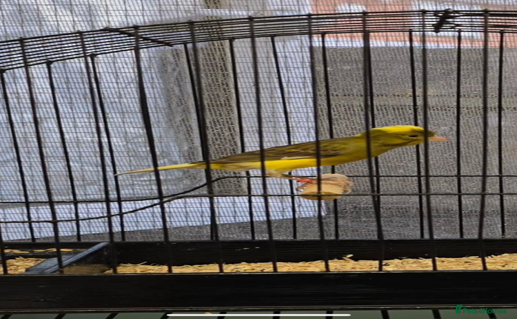 Canaries birds - Advert 1
