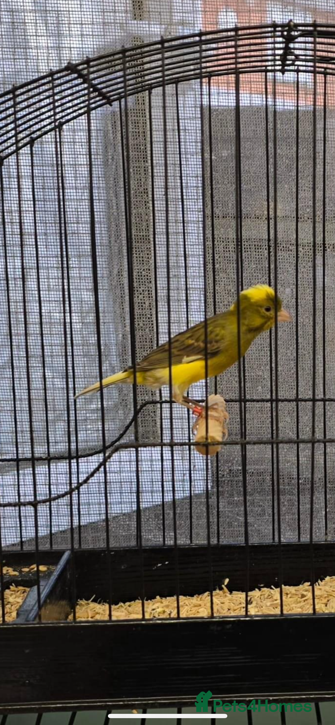 Canaries birds for sale: Raza canaries  - Image 1