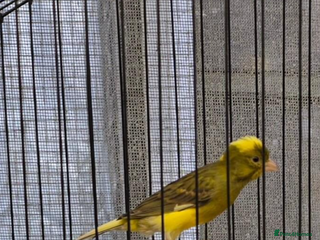 Canaries birds - Advert 3