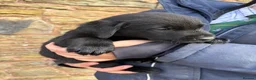 Labrador Retriever dogs for sale: Quality KC Reg Black Labrador Puppies, Ready Now in Dronfield - Advert 11