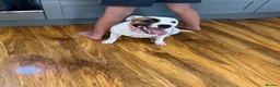 Staffordshire Bull Terrier dogs for sale: Staffordshire bull terrier puppies 🐾 - Advert 9
