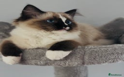 Ragdoll cats for sale: Active Tica Champion blood Ragdoll kittens - Image 7