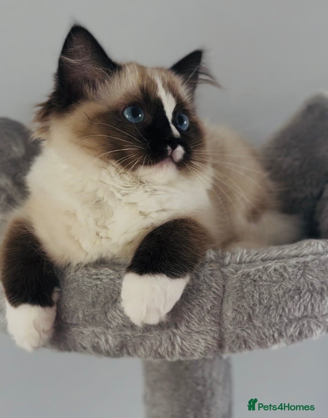 Ragdoll cats for sale: Active Tica Champion blood Ragdoll kittens - Image 7