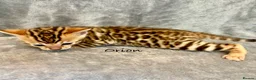 Bengal cats for sale: 🎬 Little Leopard Diaries | TICA Bengal Kittens 🌟 - Advert 5
